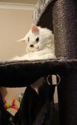 Kazoo Pet Co Kitty Climb Playground - Charcoal Review