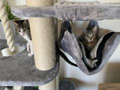 Kazoo Pet Co Kitty Climb Playground - Ash & Cream Review