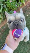 Kazoo Pet Co Squeaky Tennis Ball Review