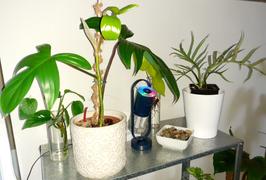 Still Serenity Desktop Humidifier Review
