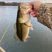 Arkie Lures Tiny Hineee Review