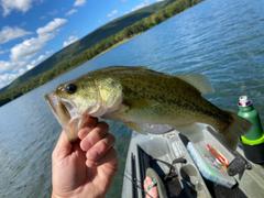Arkie Lures Salty Crawlin' Fry Review