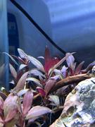 East Ocean Aquatic Tropica Alternanthera reineckii 'Mini' 1-2-Grow! Review