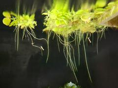 East Ocean Aquatic Tropica Limnobium laevigatum 1-2-GROW! Review