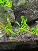 East Ocean Aquatic Tropica Cryptocoryne Wendtii 'Green' 1-2 GROW! Review