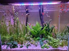 East Ocean Aquatic EIHO ICH Ex (clears white spot in shrimp and planted tank) Review