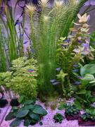 East Ocean Aquatic TCulture Limnophila Sessiliflora (Pot) Review