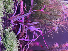 East Ocean Aquatic TCulture Hygrophila Lancea Araguaia Pink Lady Review