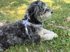 Diggs Pet Classic Harness Review