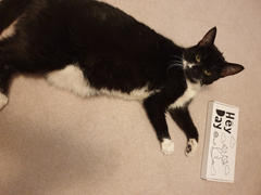Hey Pal Pets Cat Care Review