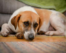 Hey Pal Pets Immune Support Review