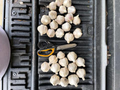 Pinetree Garden Seeds Hardneck Garlic - Music (Fall Planting) Review