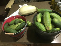 Pinetree Garden Seeds Homemade Pickles Cucumber (54 Days) Review