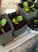 Pinetree Garden Seeds Black Egg Eggplant (70 Days) Review