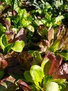 Pinetree Garden Seeds Pinetree Winter Lettuce Mix Review