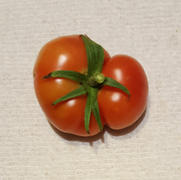 Pinetree Garden Seeds Grandeur Tomato (F1 Hybrid 75 Days) Review
