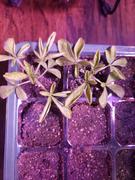 Pinetree Garden Seeds Sparkler Blush Cleome Review