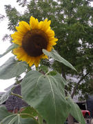 Pinetree Garden Seeds Black Russian Sunflower Review