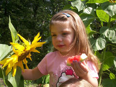 Pinetree Garden Seeds Black Russian Sunflower Review