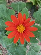 Pinetree Garden Seeds Fiesta del Sol Tithonia Review