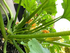 Pinetree Garden Seeds Black Beauty Zucchini (Heirloom 55 Days) Review
