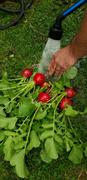 Pinetree Garden Seeds Cherriette Radish (F1 Hybrid 26 Days) Review