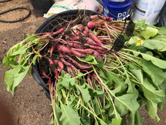 Pinetree Garden Seeds Cincinnati Market Radish (Heirloom, 30 Days) Review