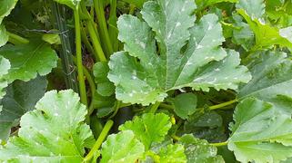 Pinetree Garden Seeds Green Machine Zucchini (Organic F1 Hybrid 45 Days) Review