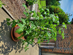 Pinetree Garden Seeds Tumbler Tomato (F1 Hybrid 50 Days) Review