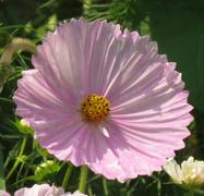 Pinetree Garden Seeds Cup and Saucers Mix Cosmos Review