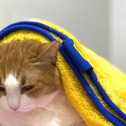 Pethroom Sponge Towel Review