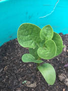 Mudbrick Herb Cottage Ceylon Spinach Review
