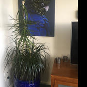 Print and Proper Black Cockatoo (indigo tones) - Art Print Review