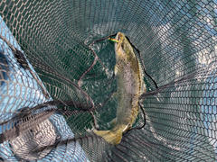 Hogy Lure Company Online Shop HD 11/0 Drop Shot Rig (Single) Review