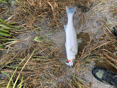 Hogy Lure Company Online Shop Slowtail: 4.5 1oz Twin Tail Review