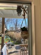 Natural Life Mini Hanging Faux Succulent Plant - Will Not Stress Review