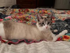 Natural Life XL Double-Sided Cozy Blanket - Fearless Review