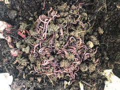 Uncle Jim's Worm Farm 10,000 Red Composting Worm Mix Review