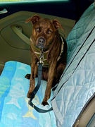 4Knines® Dog Seat Belt Review
