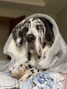 4Knines® Waterproof Plush Dog Blanket Review
