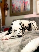 4Knines® Waterproof Plush Dog Blanket Review