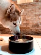 4Knines® Stainless Steel Dog Bowl Review