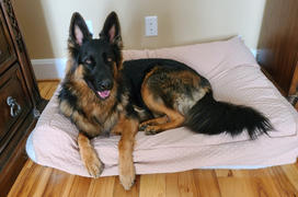 4Knines® Dog Bed Slip Cover Review
