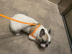 Wag Swag Brand Inc Harness | Orange Review
