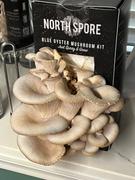 North Spore Organic Blue Oyster ‘Spray & Grow’ Mushroom Growing Kit Review