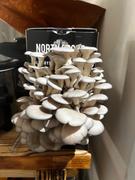 North Spore Blue Oyster ‘Spray & Grow’ Mushroom Growing Kit Review