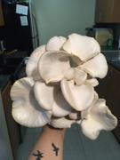 North Spore Blue Oyster ‘Spray & Grow’ Mushroom Growing Kit Review