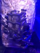 North Spore Blue Oyster ‘Spray & Grow’ Mushroom Growing Kit Review