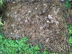 North Spore Organic Italian Oyster Mushroom Sawdust Spawn Review