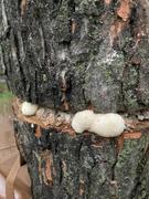 North Spore Organic Lion's Mane Mushroom Sawdust Spawn Review